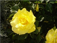 2036ce18-Picture 005.jpg